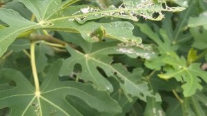 Инжир, спасаем от насекомых.