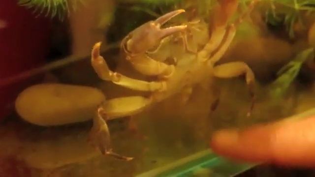 Краб в аквариуме crab in the aquarium #2 смотреть онлайн