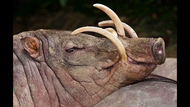 ЖИВОТНЫЕ, РВУЩИЕ ШАБЛОНЫ (ТОП-5) смотреть онлайн