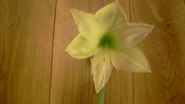 Amaryllis Bulb Hippeastrum Luna смотреть онлайн
