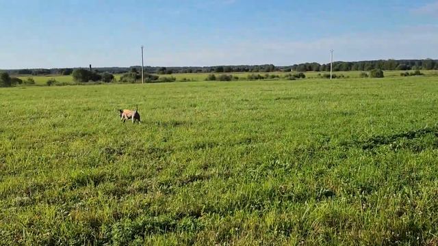 поиск веймаранера по болотной птице в полный штиль смотреть онлайн