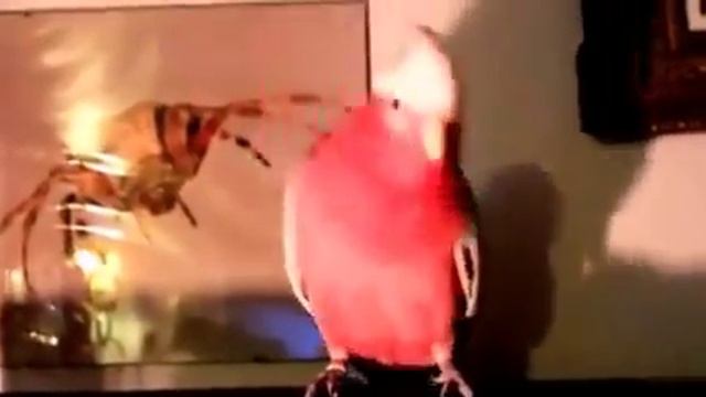 Попугайчик танцует! смотреть онлайн