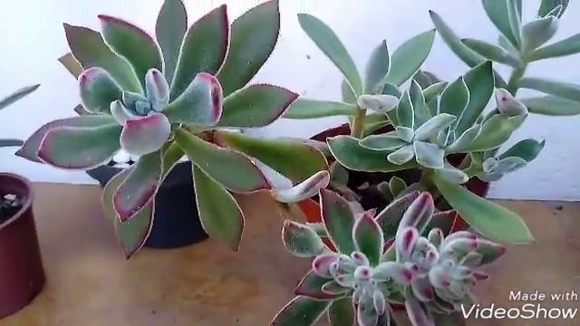 Echeveria Pulvinata.