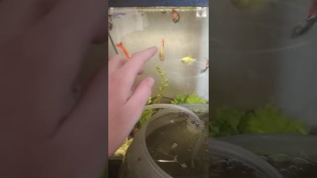 признаки беременности гуппи смотреть онлайн