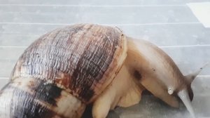 Как лечить улитку. Как понять что улитка умерла.