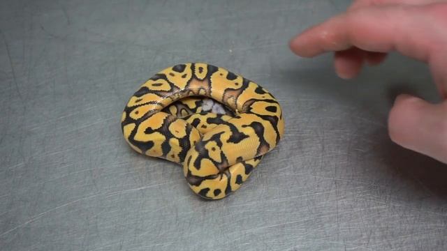 BALL PYTHON HATCHLINGS - 2019 смотреть онлайн