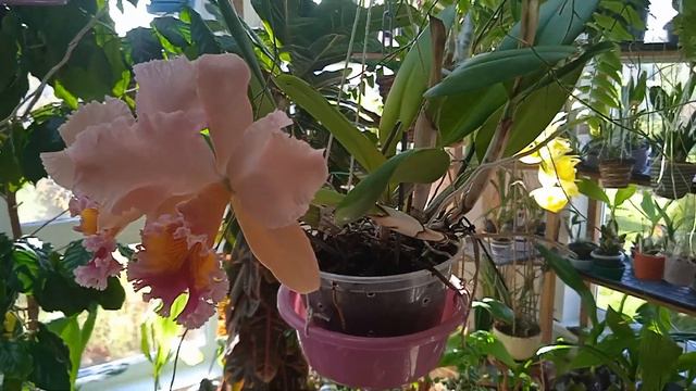 Blc.George King “Serendipity”, ароматная классика смотреть онлайн