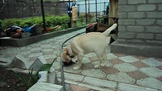 зачем игрушки, если есть котята