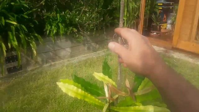 Macadamia nut, taking a quick end of Spring look at my pot grown young tree смотреть онлайн