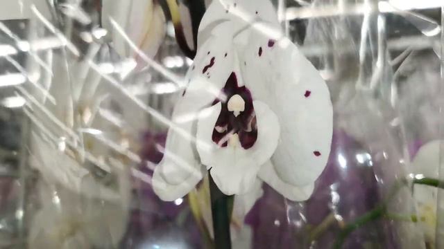 Леруа:ЧУДЕСНЫЙ привоз ОРХИДЕЙ,09. 02.24,ТЦ "Космопорт",Самара. Леруа Мерлен, ул. Дыбенко,30. смотреть онлайн