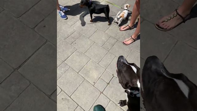 Реакция Сэма на мелких пород😅 #амстафф #питбуль #чихуахуа #цвергпинчер смотреть онлайн