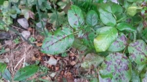 Роза ГРАНДИФЛОРА РОЗЕНШТАДТ ФРАЙЗИНГ .