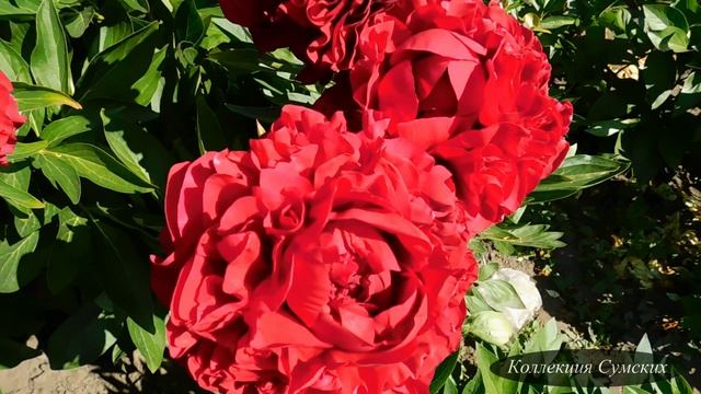 Пион Carol (Кэрол) смотреть онлайн