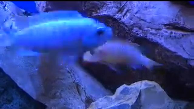 нерест у псевдотрофеус зебра-дубль 2 смотреть онлайн