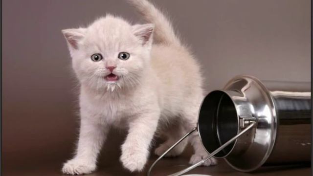 Инна Глазкова. Новые детские стихи. "Котенок" смотреть онлайн