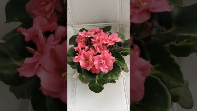 Фиалка ЕК-Цветочный Водопад смотреть онлайн