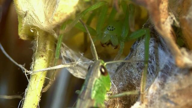 Grüne Huschspinne Micrommata virescens смотреть онлайн