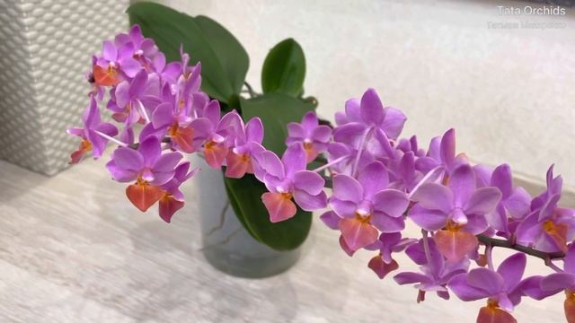 Phalaenopsis Liu's Triprince Pink | орхидея фаленопсис Льюис розовый смотреть онлайн