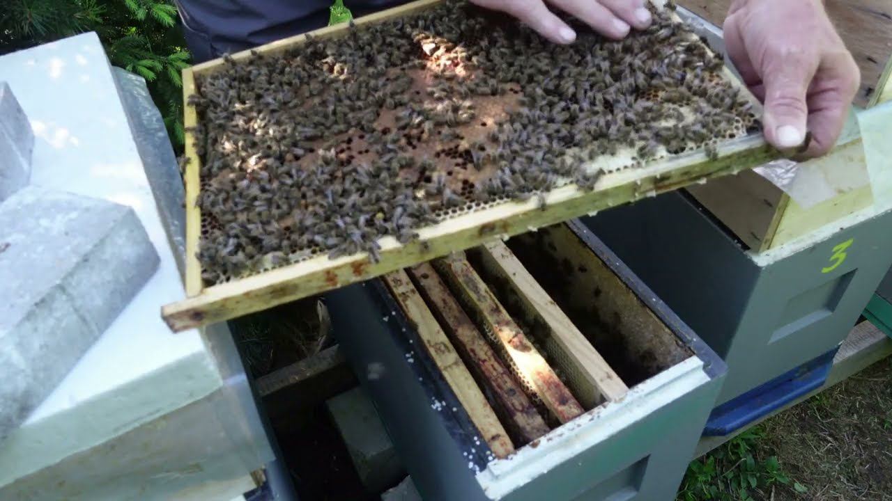 развитие отводков в шестирамочниках ,часть 5 расширение гнезда смотреть онлайн