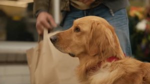 Невероятный мир глазами Энцо (фильм, 2019)