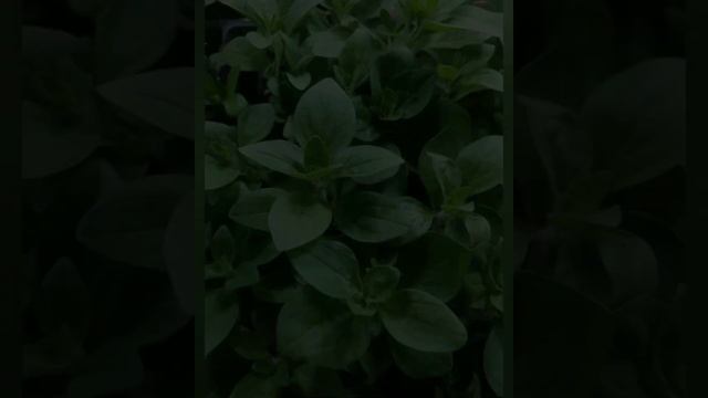 КАУ ПРАВИЛЬНО ИСПОЛЬЗОВАТЬ КОРНЕСТИМУЛЯТОР! #петуния #петуниявкашпо #петунияизсемян #черенкипетуни смотреть онлайн