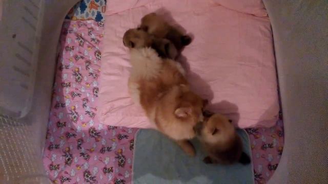 Копия видео "Помет Б (Джокер+Фикси)чуть больше месяца" смотреть онлайн