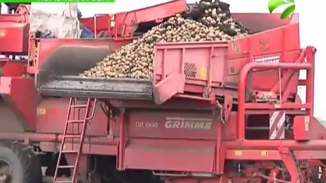 Тюменские овощи практически с полей отправляются на Ямал смотреть онлайн