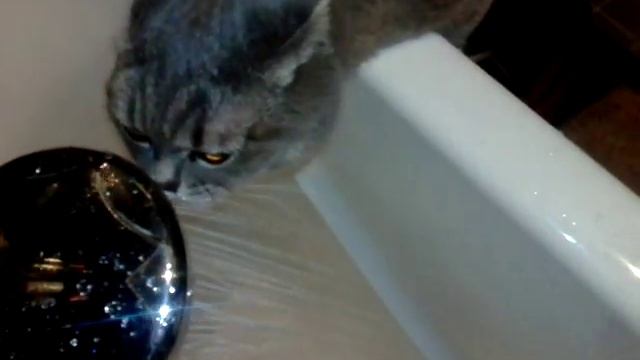 Как правильно расчёсывать кошек и котов смотреть онлайн