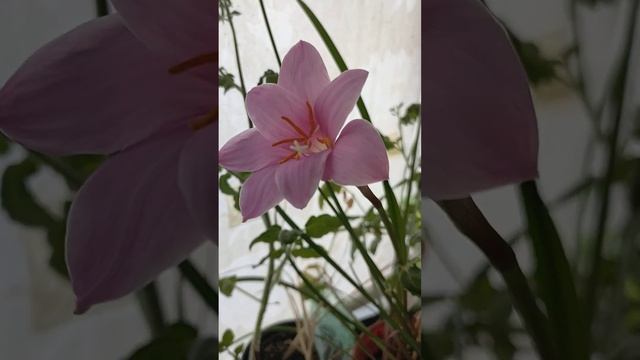 Зефирантес (выскочка) зацвёл)! смотреть онлайн