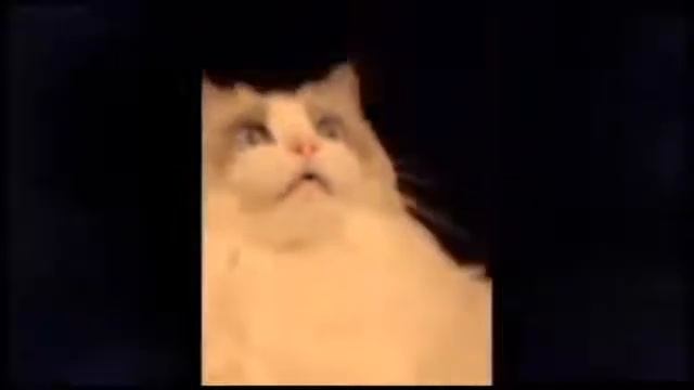 Кот кайфует от зубной пасты смотреть онлайн