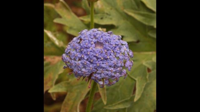 ДИДИСКУС  (DIDISCUS)  сем. Зонтичные