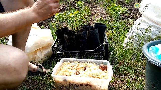 Как прорастить и вырастить орех, дуб и каштан! смотреть онлайн