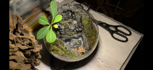 Флорариум с водопадом своими руками.