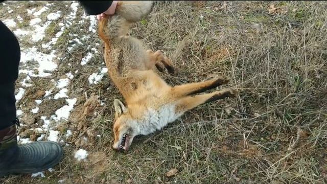 Охота с ягдтерьером, БЕШЕНАЯ ЛИСА . Fox Hunt with Jagdterrier смотреть онлайн