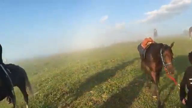 Чеченцы лучшие наездники в горах, породистые лощади разводятся у Чеченцев, Английские и Арабские смотреть онлайн