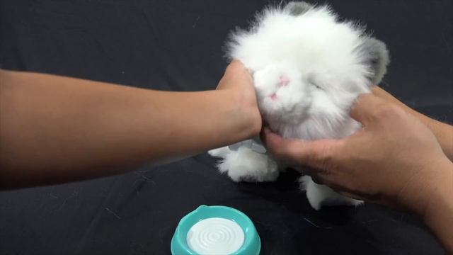 Little Live Pets Cuddles The Kitten - International Cat Day! - #InternationalCatDay смотреть онлайн