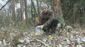 Как я насобирал грибов 17 ноября