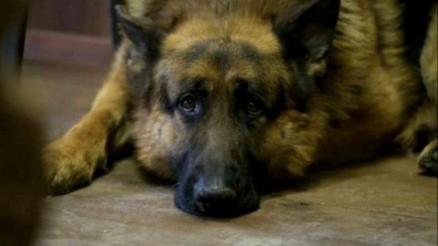 Соседская собака молила помощи! Вы только посмотрите, почему хозяева ее бросили.. смотреть онлайн