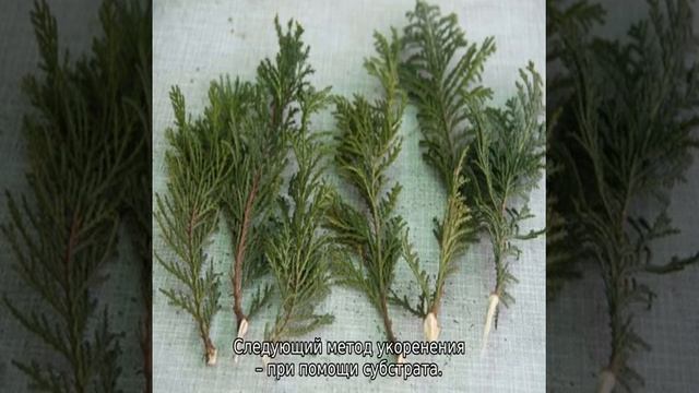 Как вырастить тую из веточки в домашних условиях смотреть онлайн