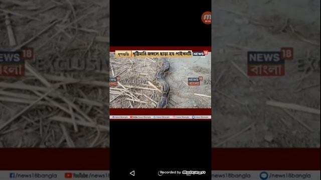 OMG.. ?? DOGS? vs PYTHON ? смотреть онлайн