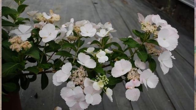 Гортензия "French Bolero" если не затмила, то точно повторила успех известной "Сбежавшей Невесты" смотреть онлайн