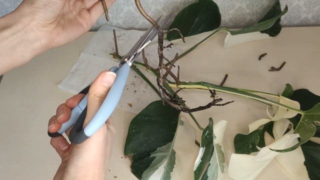 Монстера Альба. Размножение, черенкование, укоренение. смотреть онлайн