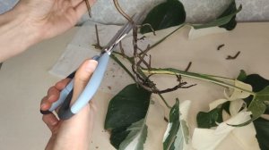 Монстера Альба. Размножение, черенкование, укоренение.