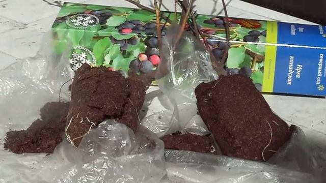 Как сохранить саженцы до высадки в сад. смотреть онлайн