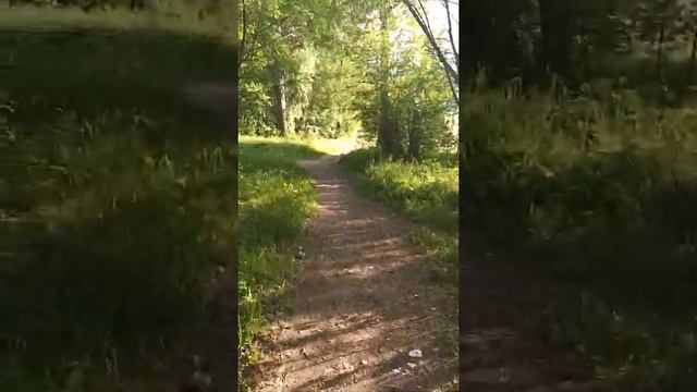Ёж вышел на тропу, идёт мне навстречу как броненосец: не боится никого смотреть онлайн