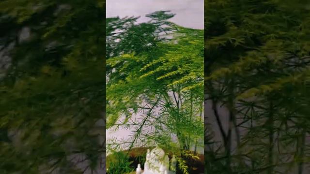 Asparagus Bonsai Look