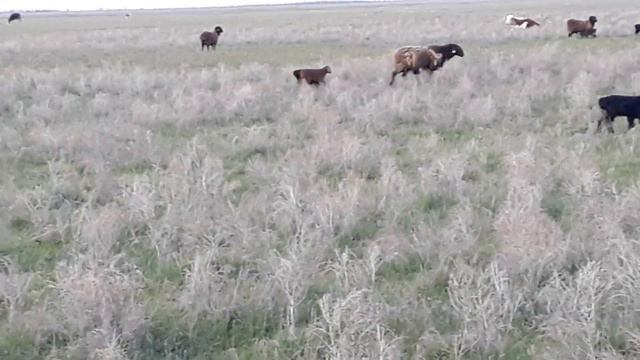 Лошади.Крс.овцы полный обзор смотреть онлайн