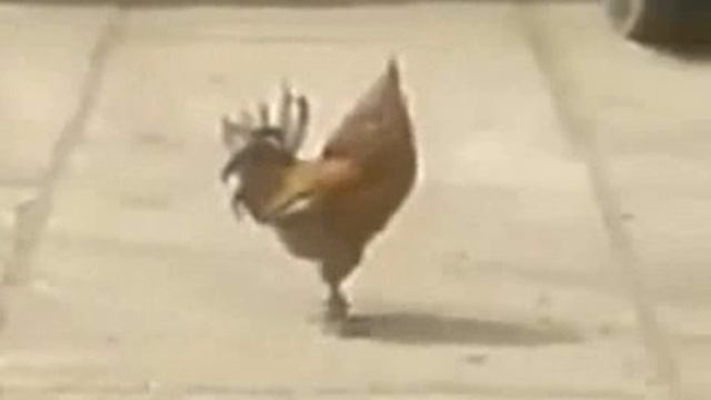 петух на параде смотреть онлайн