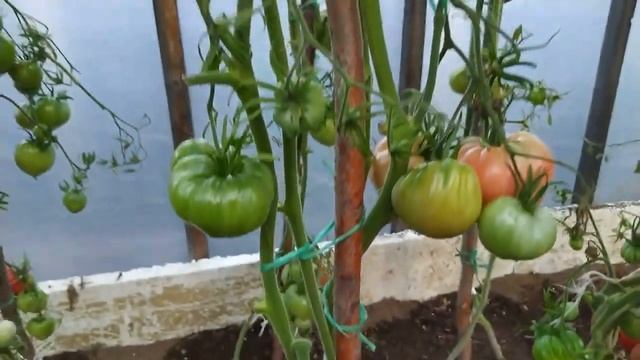 Обзор 4 сорта томата. СЕРДЦЕ БЫКА. смотреть онлайн