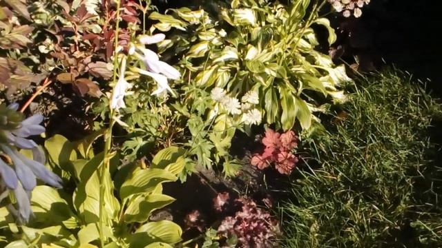 Сад в лучах уходящего солнышка ☀🌻. #мойсад2019 смотреть онлайн